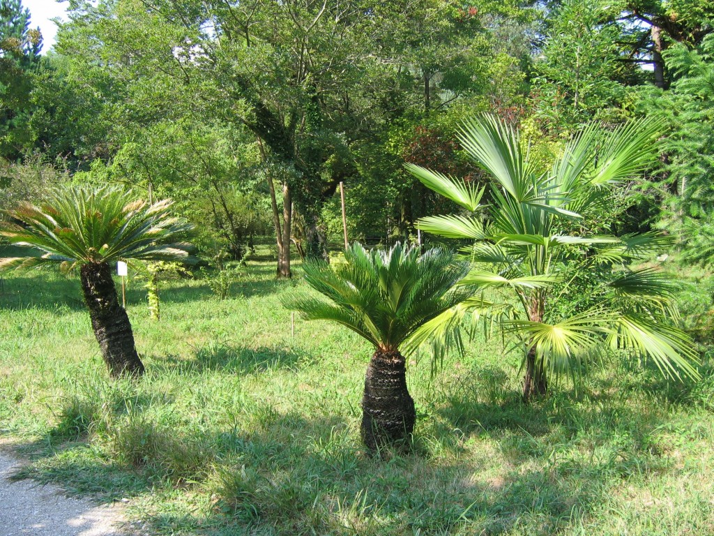 Сухумский ботанический сад , пальмы