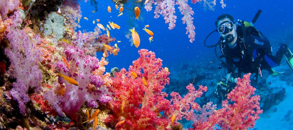 Красное море, кораллы
