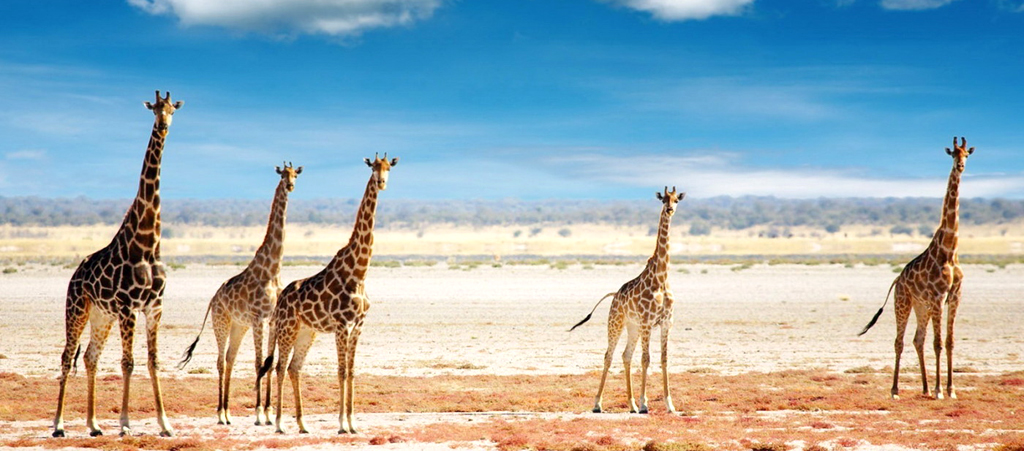 Намибия, стадо жирафов