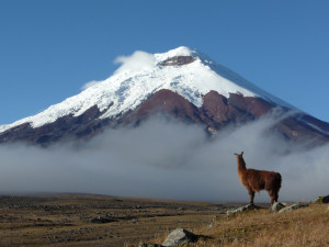 Эквадор, лама