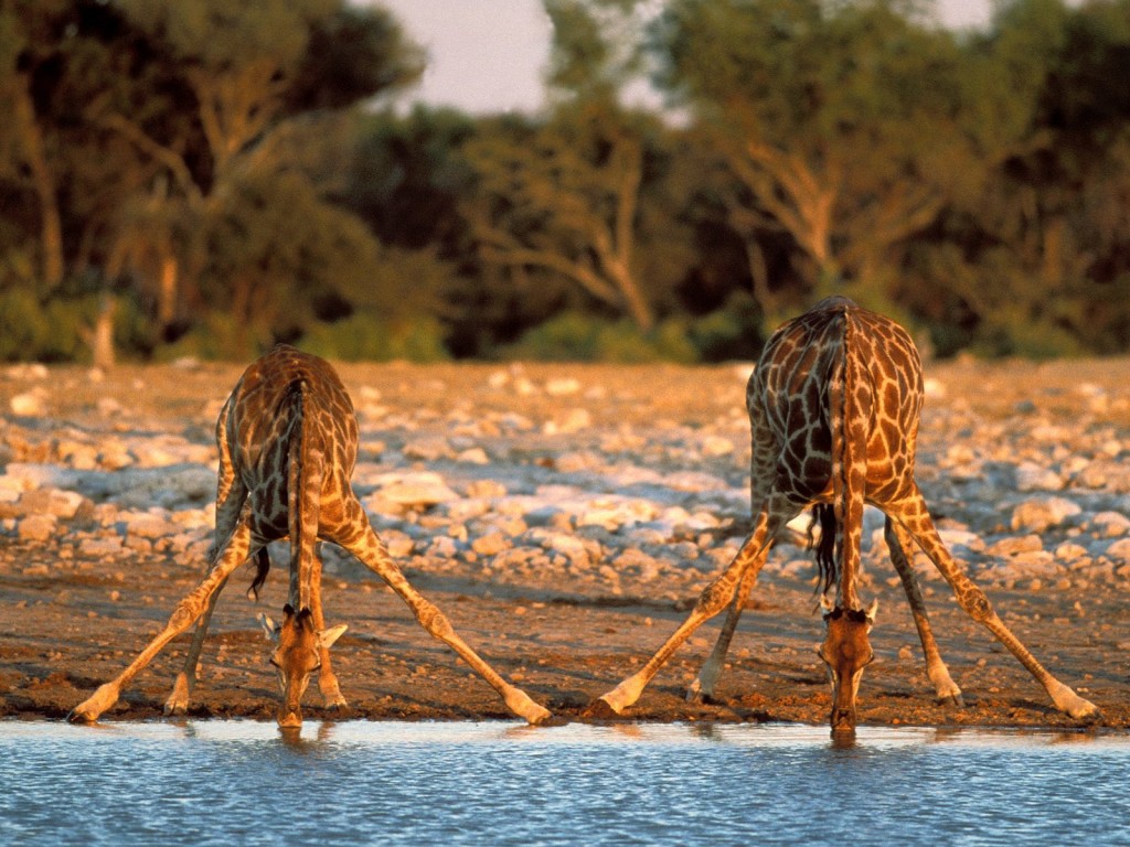  Животный мир Анголы-жирафы
