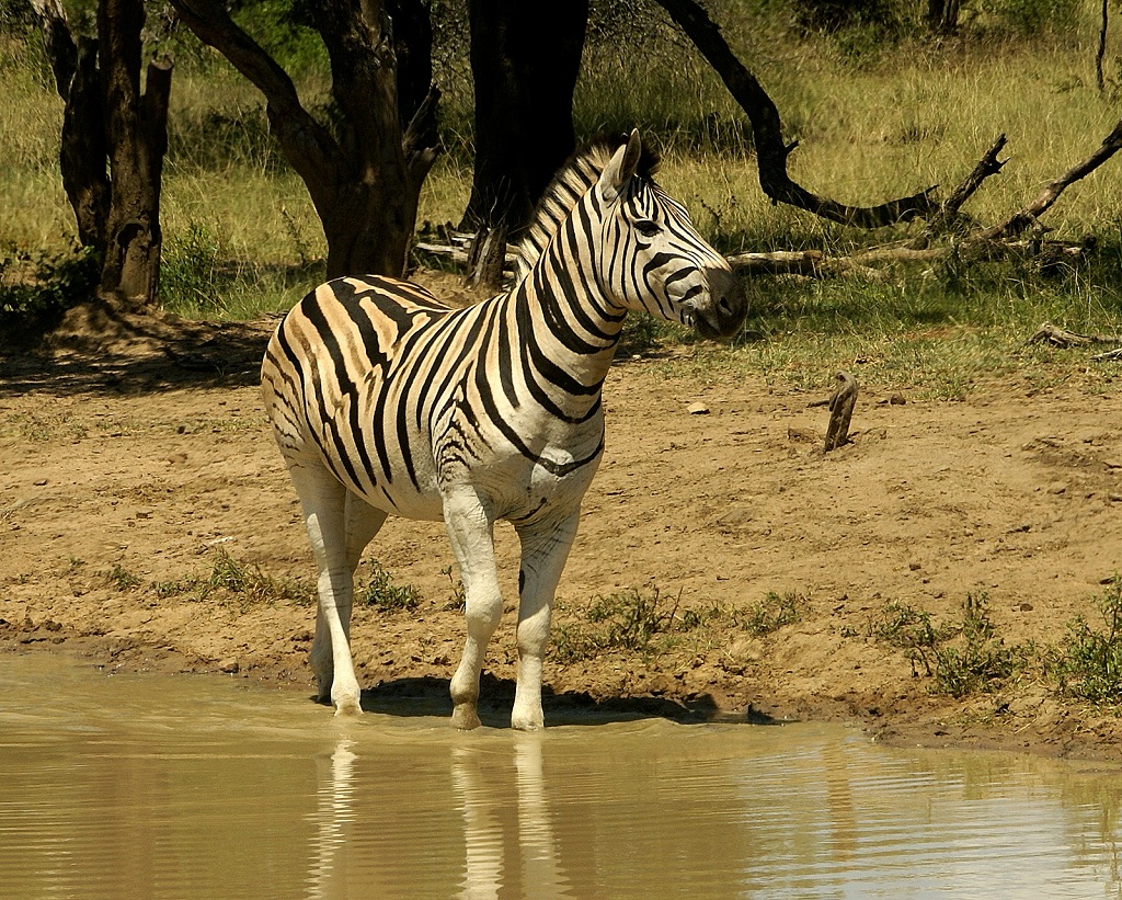  Животный мир Анголы-зебра