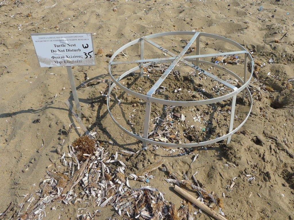 Lara Bay Beach, кладка черепашьх яиц