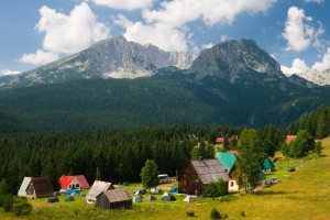 Деревья черногории фото и описание