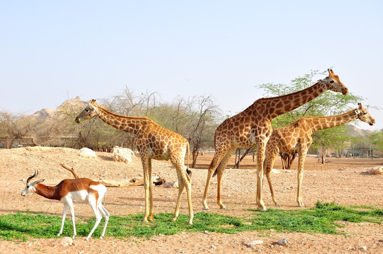 Giraffes in UAE zoo.